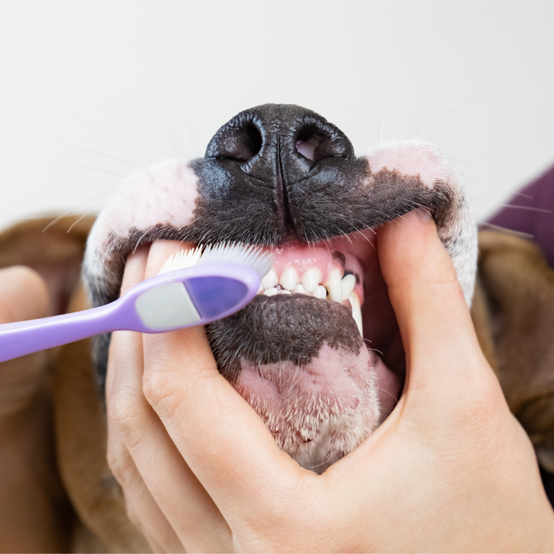 arizona dog teeth cleaning